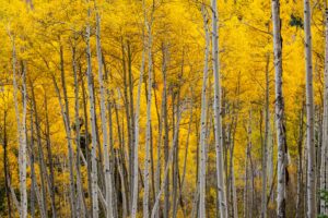 yellow aspen trees