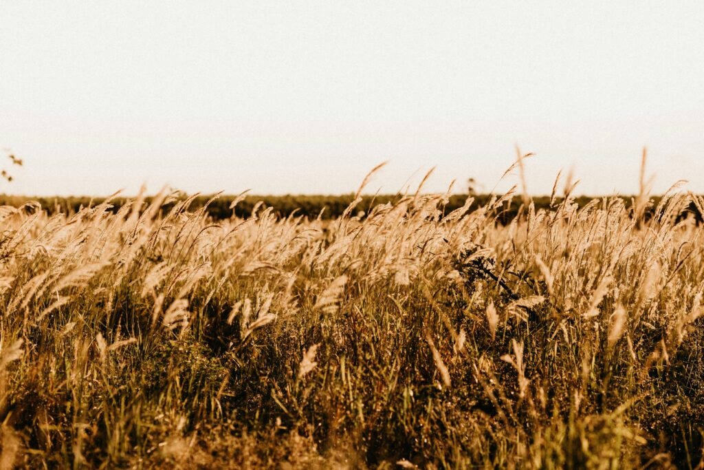 Golden field of wheat under clear sky