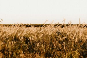 Golden field of wheat under clear sky