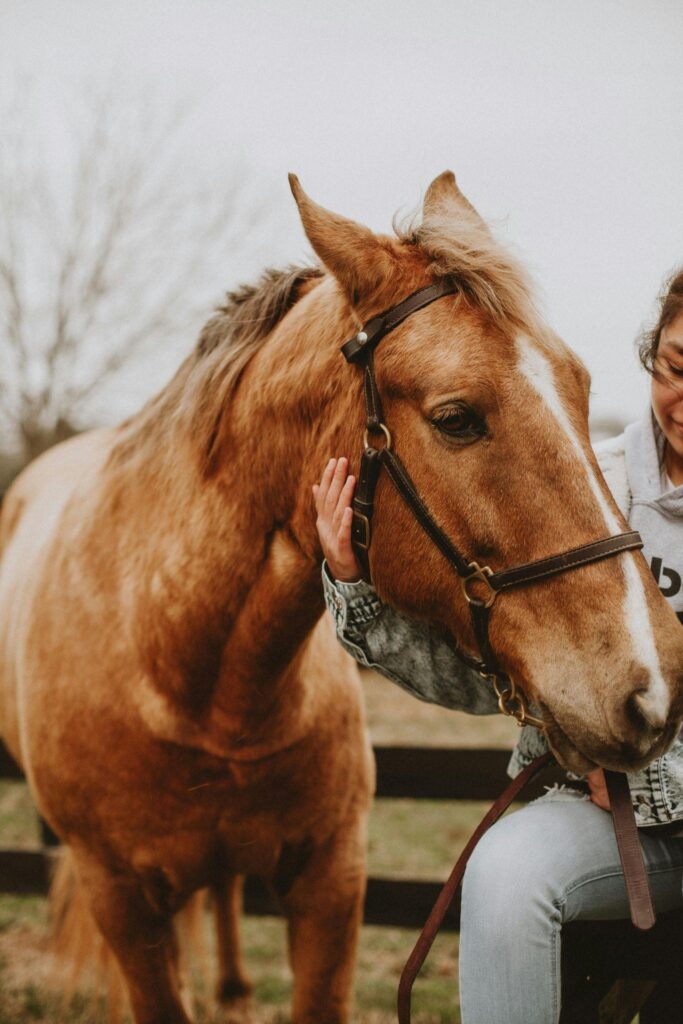 Person petting a brown horse outdoors